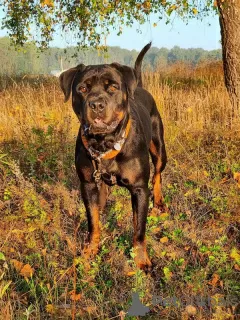 Photo №2 de l'annonce № 123969 de la vente rottweiler - acheter à Fédération de Russie annonce privée