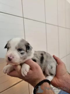 Photo №3. Chiots border collie. Serbie