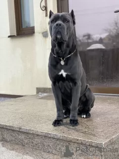 Photo №1. Service d'accouplement - race: cane corso. Prix - négocié