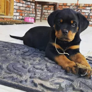 Photo №1. rottweiler - à vendre en ville de Leverkusen | négocié | Annonce №13091