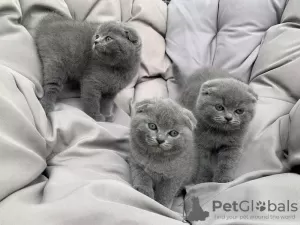 Photo №1. scottish fold - à vendre en ville de Tongeren | Gratuit | Annonce № 127763