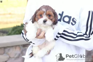 Photo №4. Je vais vendre shih tzu en ville de Франкфурт-на-Майне.  - prix - négocié