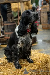 Photos supplémentaires: Adorables chiots cockers anglais !