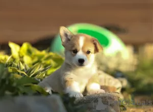 Photos supplémentaires: Chiots Welsh Corgi Pembroke