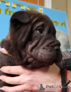 Photos supplémentaires: chiots shar pei