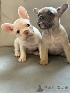 Photo №2 de l'annonce № 128737 de la vente bouledogue - acheter à USA annonce privée