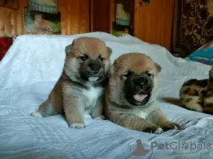 Photo №4. Je vais vendre shiba en ville de Москва. de la fourrière, éleveur - prix - 986€