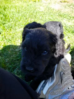 Photo №3. Les chiots Black Russian Terrier sont proposés par le plus ancien chenil de. Fédération de Russie