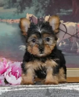 Photo №2 de l'annonce № 87012 de la vente yorkshire terrier - acheter à USA annonce privée, de l'abri