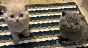 Photo №1. british shorthair - à vendre en ville de Люксембург | Gratuit | Annonce № 131754