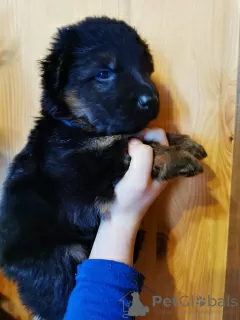 Photos supplémentaires: Chiots d'élite berger allemand à poil long