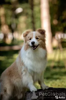 Photo №4. Je vais vendre border collie en ville de Samara. de la fourrière - prix - 856€