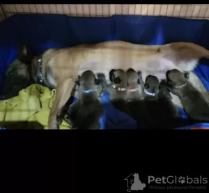 Photo №2 de l'annonce № 67900 de la vente malinois - acheter à Israël annonce privée