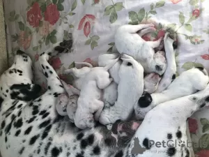 Photo №1. dalmatien - à vendre en ville de Тбилисская | 93€ | Annonce №27068