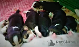 Photo №1. beagle - à vendre en ville de Kiev | 335€ | Annonce №36888