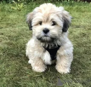 Photo №1. lhassa apso - à vendre en ville de Амстердам | négocié | Annonce №44014