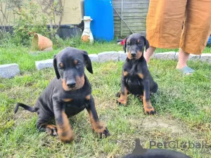 Photo №1. dobermann - à vendre en ville de Bucharest | 200€ | Annonce №10259