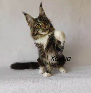 Photo №4. Je vais vendre maine coon en ville de Vladimir. de la fourrière - prix - négocié