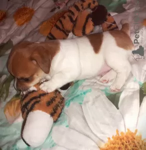 Photos supplémentaires: Jack Russell garçon rouge et blanc et fille tricolore