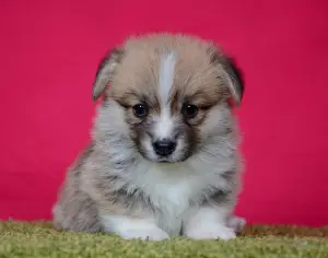 Photo №3. Des chiots gallois corgi pembroke sont proposés à la vente.. Fédération de Russie