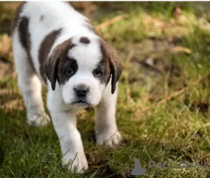 Photo №1. saint-bernard - à vendre en ville de Prague | négocié | Annonce №96520