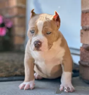 Photo №1. american bully - à vendre en ville de Helsinki | 700€ | Annonce №105821