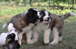 Photos supplémentaires: Chiots de classe d'exposition Saint-Bernard