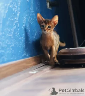 Photos supplémentaires: Chatons Abyssins de couleur sauvage et oseille