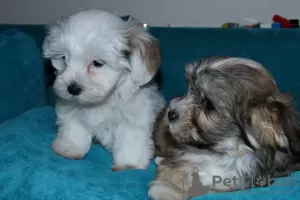 Photo №3. Chiots bichon havanais. Fédération de Russie