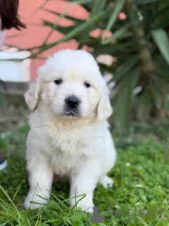 Photo №1. golden retriever - à vendre en ville de Bar | négocié | Annonce №129402