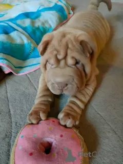 Photo №1. shar pei - à vendre en ville de Качканар | 300€ | Annonce №114389