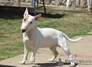 Photos supplémentaires: Chiots bull terrier miniatures