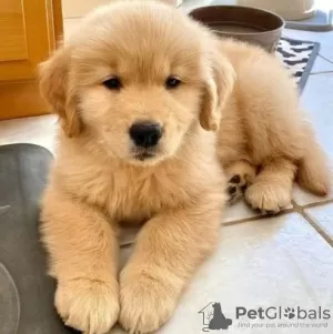 Photo №1. golden retriever - à vendre en ville de Hallein | négocié | Annonce №91583