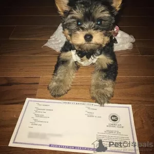 Photo №1. yorkshire terrier - à vendre en ville de Калифорния Сити | négocié | Annonce №11749