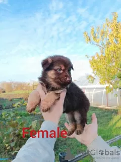 Photos supplémentaires: Foie des chiots berger allemand