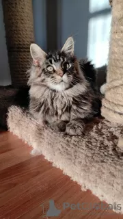 Photo №3. Chatons Maine Coon de race pure de la chatterie. USA