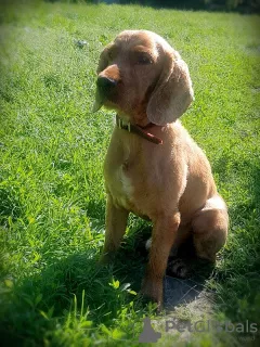 Photo №3. Spaniel Rem recherche une nouvelle famille. Fédération de Russie