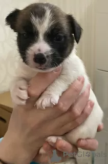 Photos supplémentaires: Les merveilleux chiots Jack Russell Terrier recherchent une maison et des