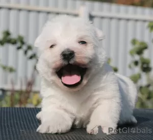 Photo №1. west highland white terrier - à vendre en ville de Москва | 1232€ | Annonce №70811