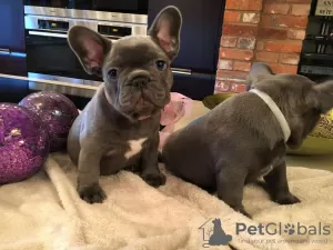 Photo №1. bouledogue - à vendre en ville de Bucharest | 300€ | Annonce №70059