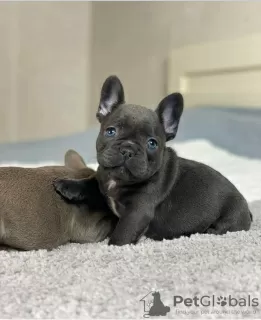 Photo №1. bouledogue - à vendre en ville de Vilnius | négocié | Annonce №128657