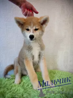 Photos supplémentaires: Akita Inu