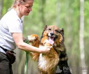 Photo №3. Laska est une fille affectueuse, gentille et douce ! Je cherche une famille. Fédération de Russie