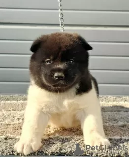 Photos supplémentaires: Akita américain, chiots disponibles