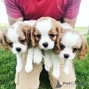 Photo №1. cavalier king charles spaniel - à vendre en ville de Gennarby | 300€ | Annonce №72027