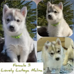 Photo №4. Je vais vendre husky de sibérie en ville de Mourmansk. éleveur - prix - négocié