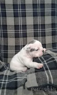 Photo №1. bulldog anglais - à vendre en ville de Bremen | 284€ | Annonce №70911