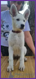 Photo №3. Chiots Berger Blanc Suisse. Serbie