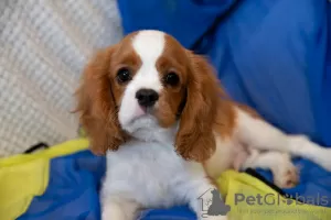 Photo №4. Je vais vendre cavalier king charles spaniel en ville de Cracovie. annonce privée - prix - 1800€