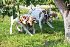 Photos supplémentaires: Chiots pointeur anglais.